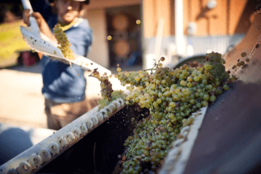 produzione vino fai da te